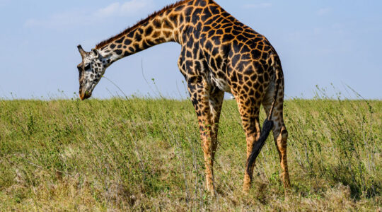 parc animalier en France.png